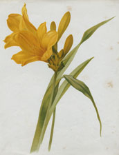 HEMEROCALLIS DUMORTIERII