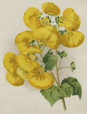 HERBACEOUS CALCEOLARIA (Sutton's Cloth of Gold.)
