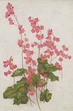 HEUCHERA SANGUINEA