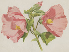 HIBISCUS GRANDIFLORUS