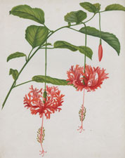 HIBISCUS ROSA-SINENSIS SCHIZOPETALUS