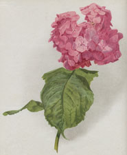 HYDRANGEA JAPONCIA ROSEA