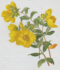 HYPERICUM OBLONGIFOLIUM