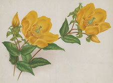 HYPERICUM TRIFLORUM