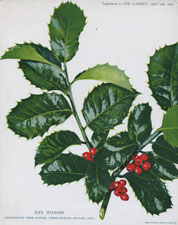 ILEX WILSONI