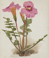 INCARVILLEA GRANDIFLORA