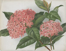 IXORA WESTI