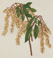 THE JAPAN ANDROMEDA (A. JAPONICA)