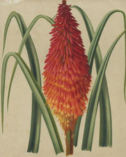 KNIPHOPHIA ALOIDES VAR. GLAUCESCENS