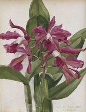 LAELIA ELEGANS TURNERI