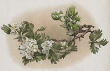 LATE FLOWERING HAWTHORN