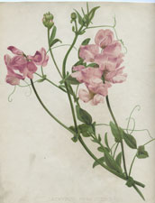 LATHYRUS PUBESCENS