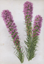 LIATRIS PYCNOSTACHYA