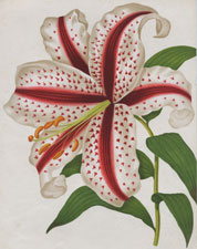 LILIUM AURATUM CRUENTUM