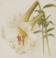 LILIUM NEILGHERRENSE