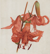 LILIUM TIGRINUM SPLENDENS