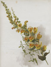 LINARIA DALMATICA