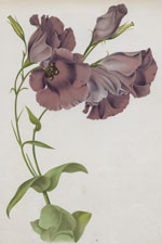 LISIANTHUS GLAUCIFOLIUS