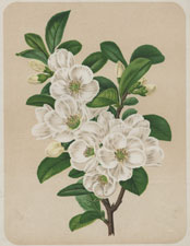 THE LARGE WHITE JAPAN QUINCE