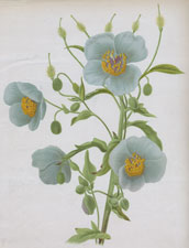 MECONOPSIS WALLICHI