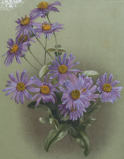 MICHAELMAS DAISIES