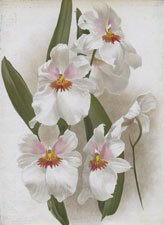 MILTONIA BLEUI SPENDENS