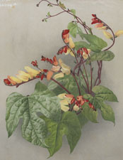 MINA LOBATA