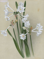 MOCADORE NARCISSUS