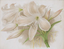 MOORES CRINUM