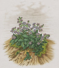 MOUNTAIN FORGET-ME-NOT