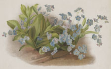 MYOSOTIS DISSITIFLORA GRANDIFLORA