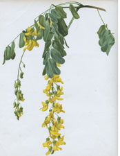 NATAL LABURNUM