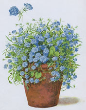 THE NEW DOUBLE BLUE LOBELIA