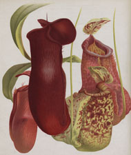 NEW HYBRID PITCHER PLANTS