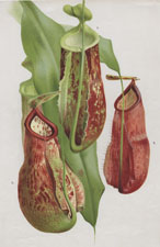 NEW PITCHER PLANTS