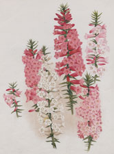 NEW VARIETIES OF EPACRIS