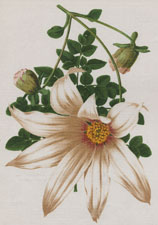 THE NOBLE DAHLIA (D. IMPERIALIS)