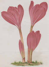 THE NOBLE MEADOW SAFFRON (COLCHICUM SPECIOSUM)