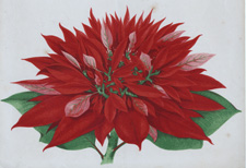 Poinsettia?