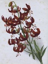 LILY TYPE