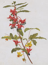 OCHNA MULTIFLORA