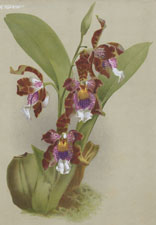 ODONTOGLOSSUM HARRYANUM