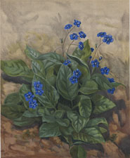 OMPHALODES VERNA