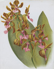 ONCIDIUM LANCEANUM