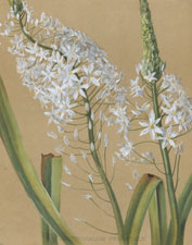 ORNITHOGALUM PYRAMIDALE