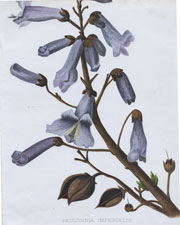 PAULOWNIA IMPERIALIS