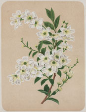 THE PEARL BUSH (EXOCHORDA GRANDIFLORA-LIND.)