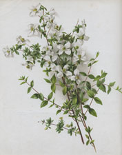 PHILADELPHUS MICROPHYLLUS