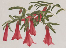 PHILESIA BUXIFOLIA