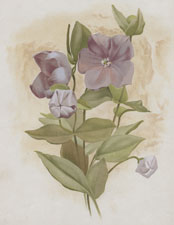 PLATYCODON GRANDIFLORUM MARIESI